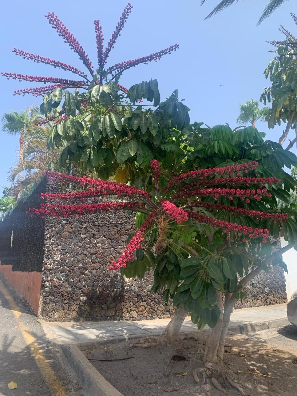 Casa Susanna Apartment Costa Del Silencio Εξωτερικό φωτογραφία